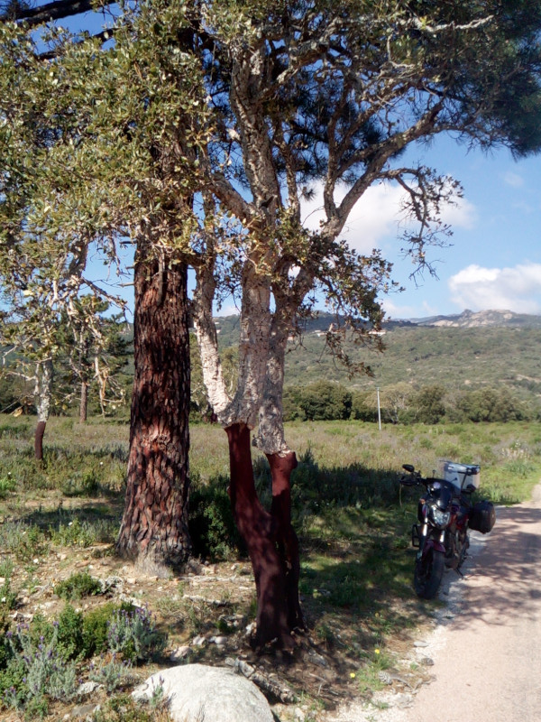 À l'ombre d'un chêne-liège près de Bonifacio
