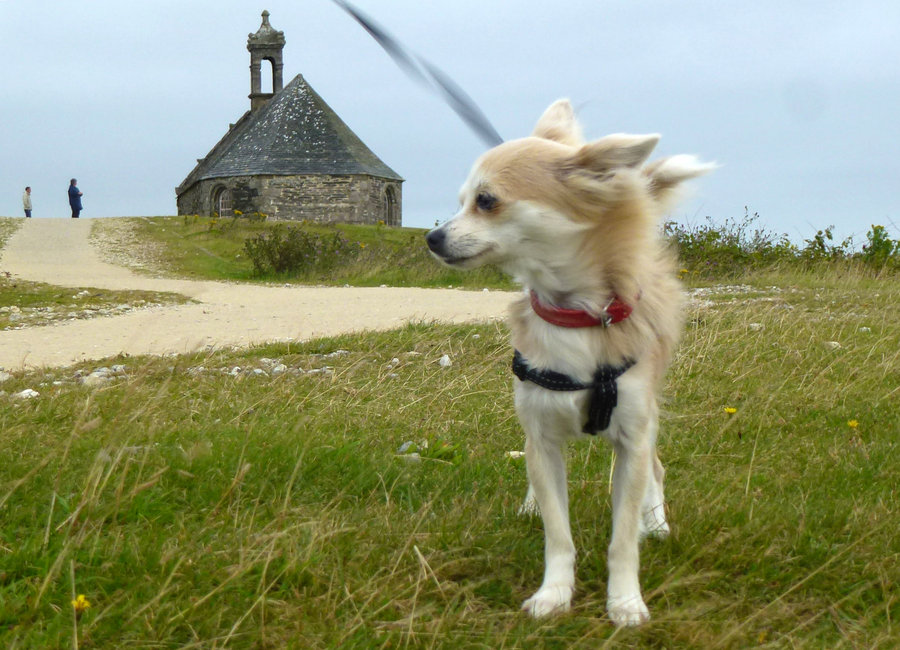 La chapelle sur la montagne<br /><br />&quot;Flanquée en haut d'une colline aride, la chapelle Saint-Michel-de-Brasparts, dédiée à l'archange saint Michel, date de 1672. La vue vaut bien l'ascension des nombreuses marches qui y mènent. Allez-y par temps clair. Vous apercevrez alors la chaîne de montagnes noires, les clochers de Saint-Pol-de-Léon et même la mer ! Aux alentours, l'enclos paroissial de Sizun et le retable baroque de Commana valent le détour.&quot; qu'ils disent dans la revue. Sauf que nous, on s'est planté. Le vent, la pluie, les nuages, voilà ce que l'on a eu. Par contre, je conseille vivement cette route qui traverse la Bretagne: virages et relief à gogo. un vrai régal pour le pilote.