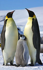 Aptenodytes_forsteri_-Snow_Hill_Island,_Antarctica_-adults_and_juvenile-8.jpg