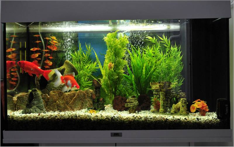 aquarium.jpg