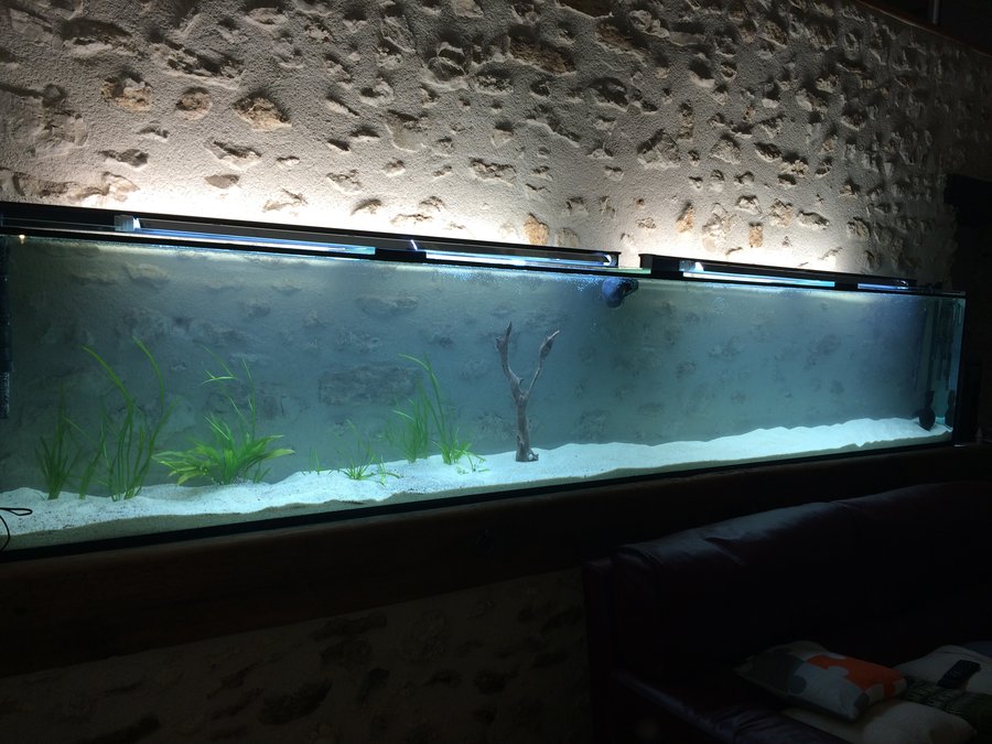 qq plantes et racine 2